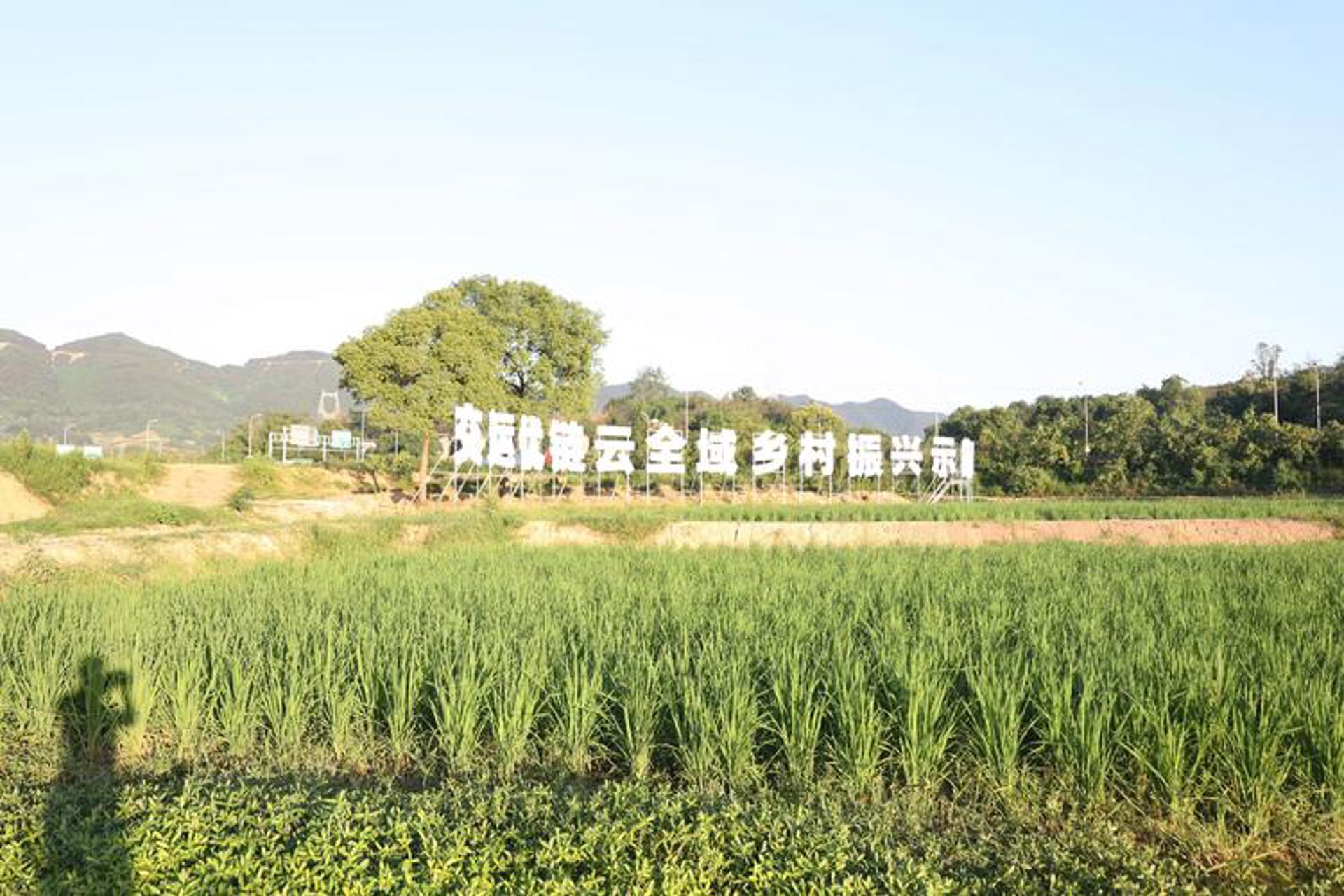 龙凤山水农业
